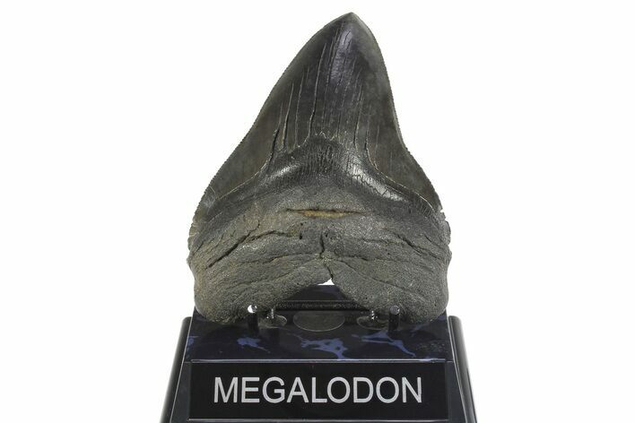 Serrated, Fossil Megalodon Tooth - South Carolina #299406